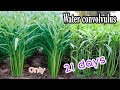 How to grow chinese kangkong  kangkong farming  how to plant water convolvulus