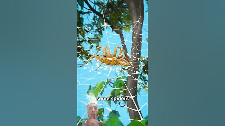 Why you shouldn't stomp on A spid😱.   #spider #shorts