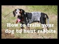 Beagle Boys Rabbit Hunting - How to Train your beagle puppy to hunt rabbits