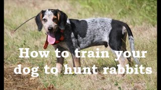 Beagle Boys Rabbit Hunting  How to Train your beagle puppy to hunt rabbits