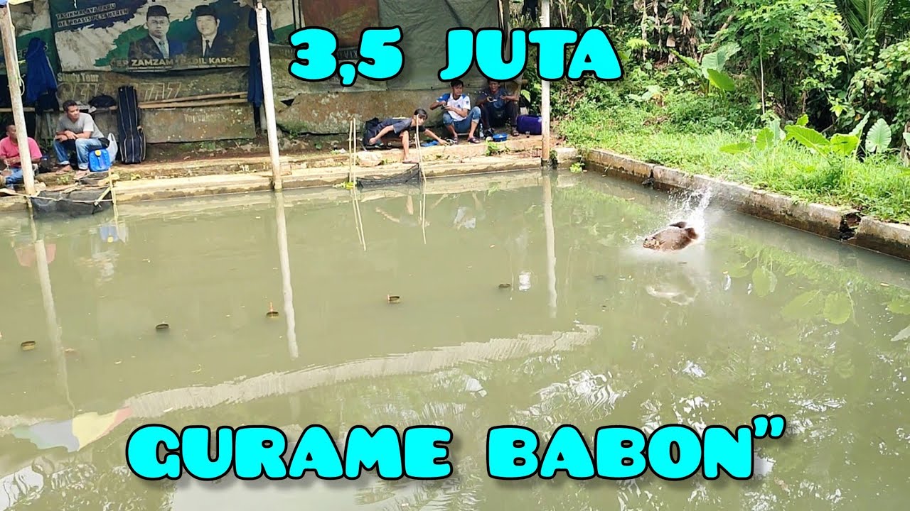 Mancing ikan gurame babon-babon harga 3,5 juta di pancing 4 peserta