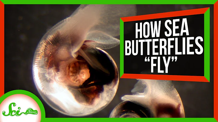 How Sea Butterflies "Fly" in Water - DayDayNews
