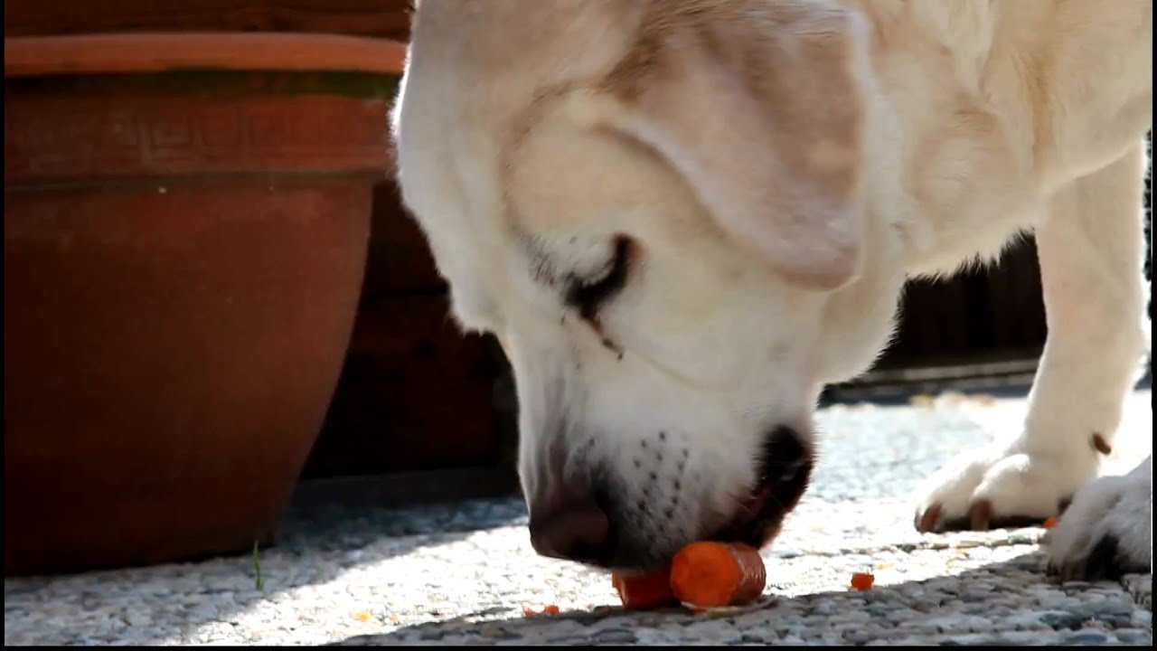Buddy is eating (labrador 14,5 years old) YouTube