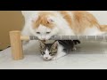 What Happens When the Big cat and the Rescued Kitten Like Each Other a Lot? │ Episode.98