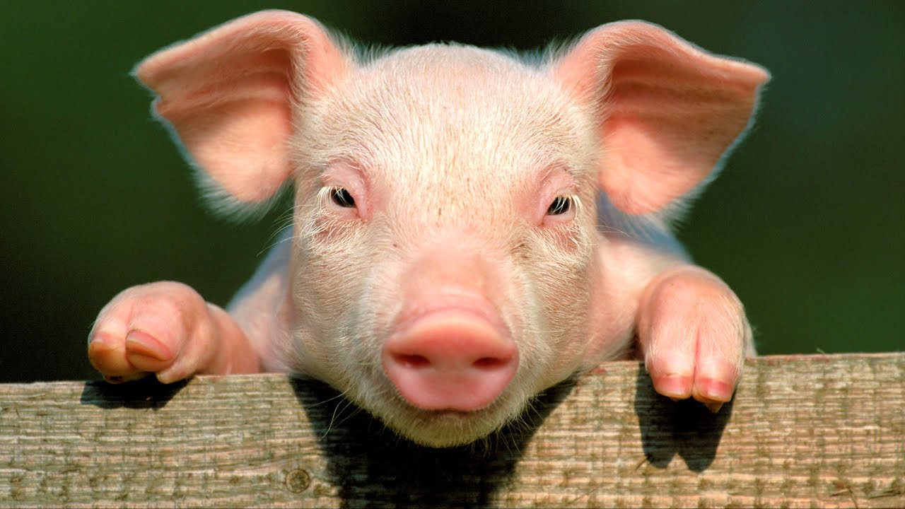# VIDEO 6 = CUTE BABY PIG - ONE MINUTE - YouTube