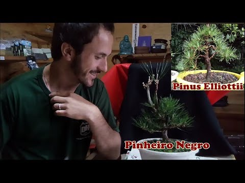 Vídeo: Cheiro De Pinheiros