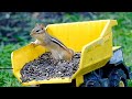 Jays, Squirrels and Chipmunks On The Job | August 10, 2020