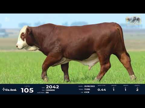 LOTE 105   TAT 2042 M Braford