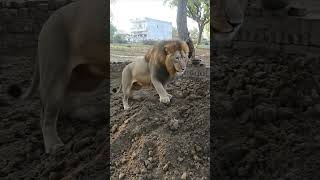 omg 😮😮#lion king #shortsfeed #funny #comedy #youtubeshorts #shorts