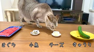 猫の大好物を同時に出したら何から食べるのか検証してみた