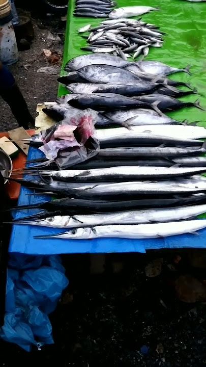 ikan todak mulut panjang dan tajam#shorts