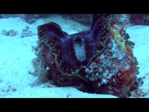 Giant Clam - Bivalve Mollusc
