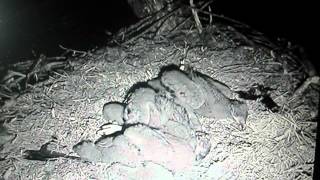 Decorah Eagles-Mom Spent the Night off the Nest - 4\/23\/12