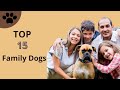 Top 15 family dog breeds in the world  15 family dog   top 2024