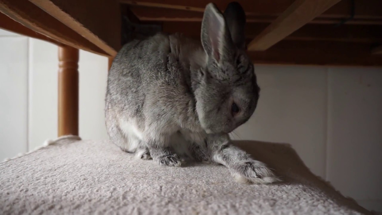 Mi conejo toy muy presumido limpiandose y acicalandose de las orejas a ...