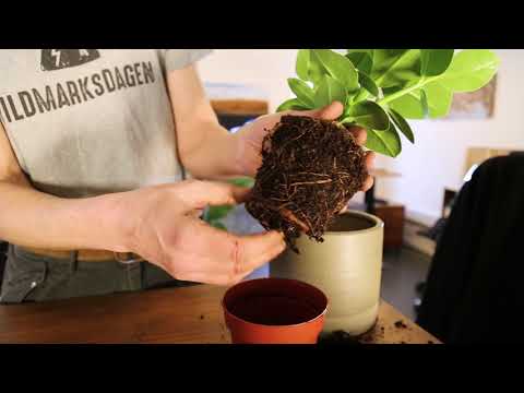 Video: Hvordan Navngi Planten