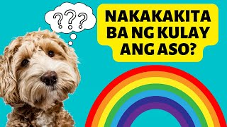 NAKAKAKITA BA NG KULAY ANG ASO? CAN DOGS SEE COLORS? MUNTING KENNEL by Munting Kennel 881 views 2 years ago 4 minutes, 58 seconds