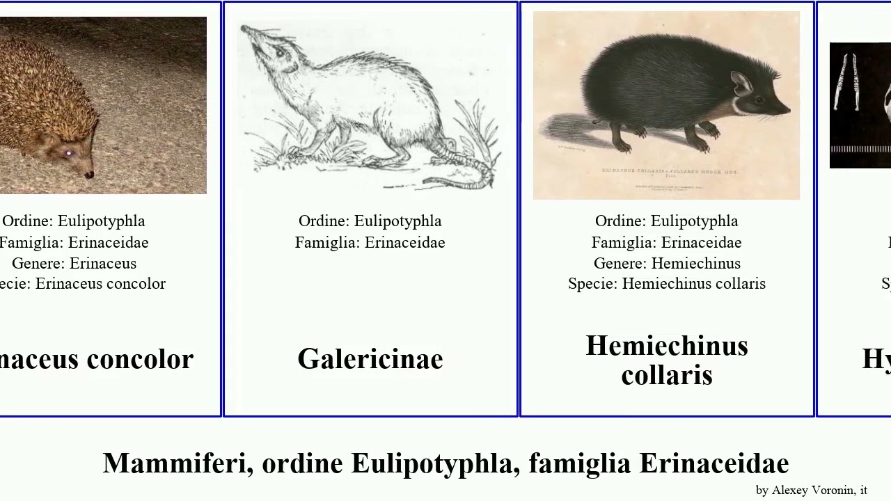 Mammiferi, ordine Eulipotyphla, famiglia Erinaceidae riccio paraechinus mammal comune dalle parvus