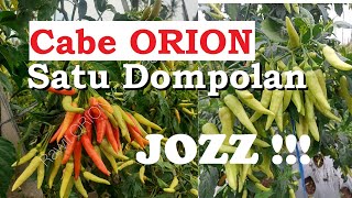 Jozz Tenan  Cabe Rawit Dompolan Orion Dari You Seed