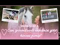 How to train your horse on the ground & how to maintain rhythm and balance to a showjump