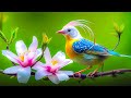 Birdsong Piano A Soothing Symphony For Your Soul рџЊї Calm Your Heart Detox Your Mind Birdsong Piano A Soothing Symphony For Your Soul рџЊї Calm Your Heart Detox Your Mind