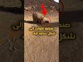 صخور تحولت إلى شكل ساجد لله ﷻ