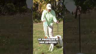 Teach Your Dog the Whoa Command Quickly With This Trick!