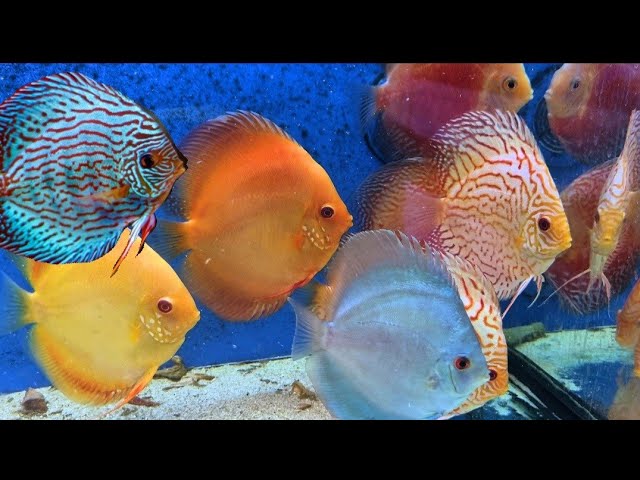 Amtra Nattes pour aquariums