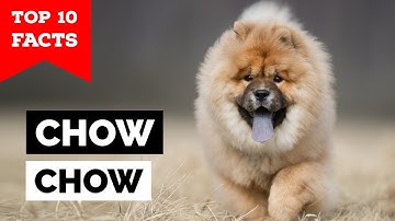 Chow Chow - Top 10 Facts
