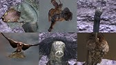 Dark Souls 2 のマップの繋がりを確認する動画 Youtube