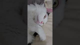 #POV#CatTok#Meow#CatLoaf#NapKing#CatBurrito#LoafMode#SoCuteItHurts#PurrMachine#SnuggleMode