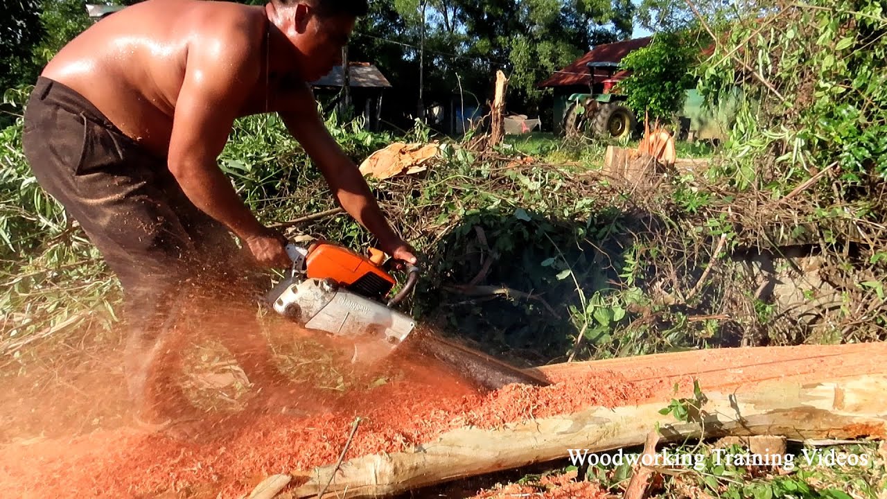 Amazing Trees Cutting Skills With STIHL Chainsaw MS720! Red Wood ...