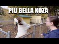 Ania i Marek w Kanadzie cz. 5 - Piu Bella Koza