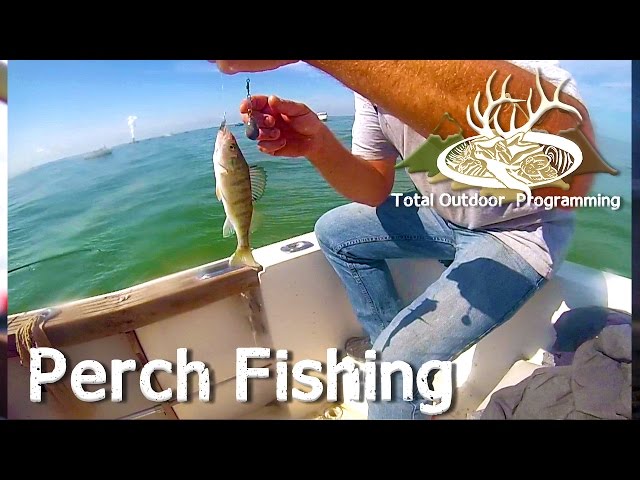 How to catch Perch on Lake Erie fishing with TOP 