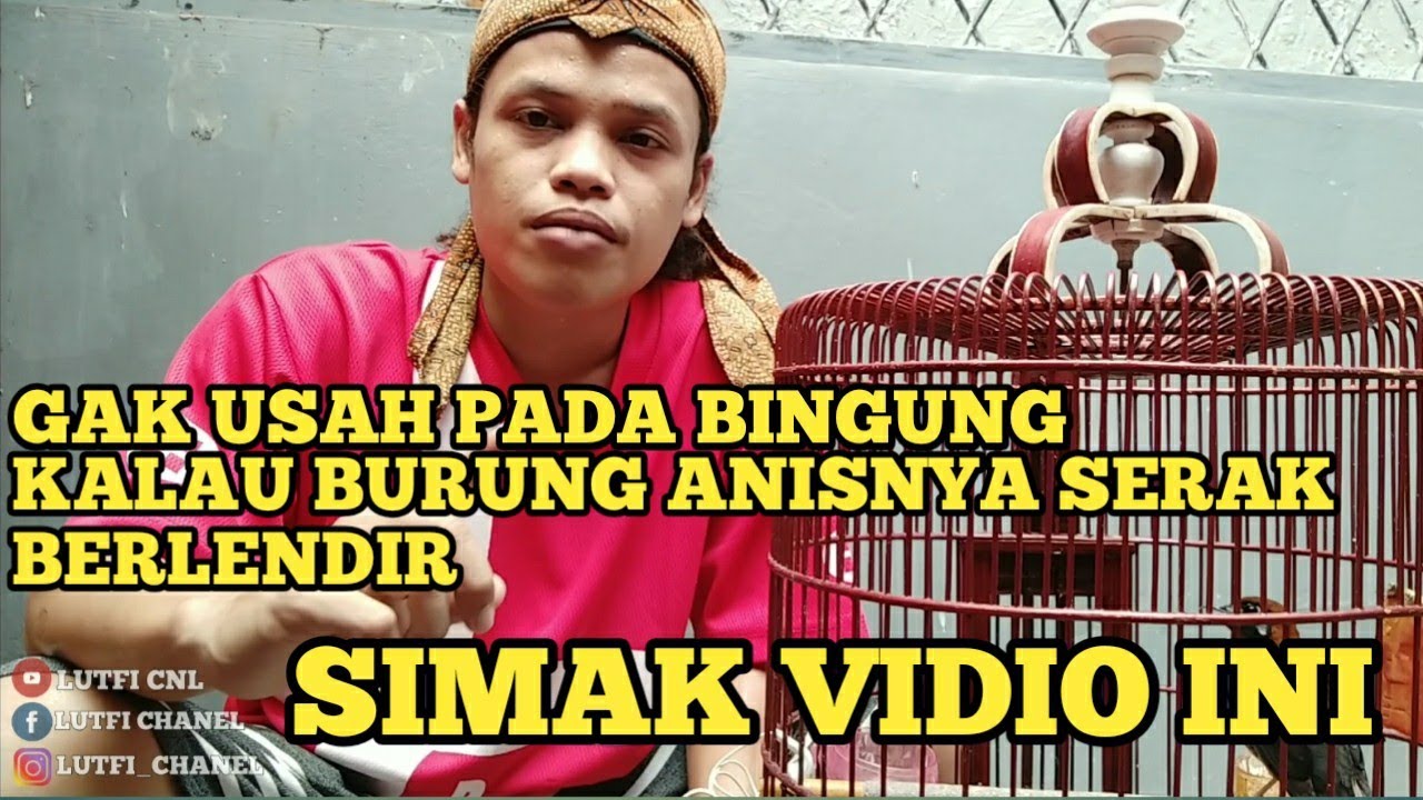 MENGOBATI BURUNG ANIS YANG SERAK DAN BERLENDIR 