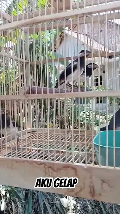 jalak suren anakan belajar bunyi