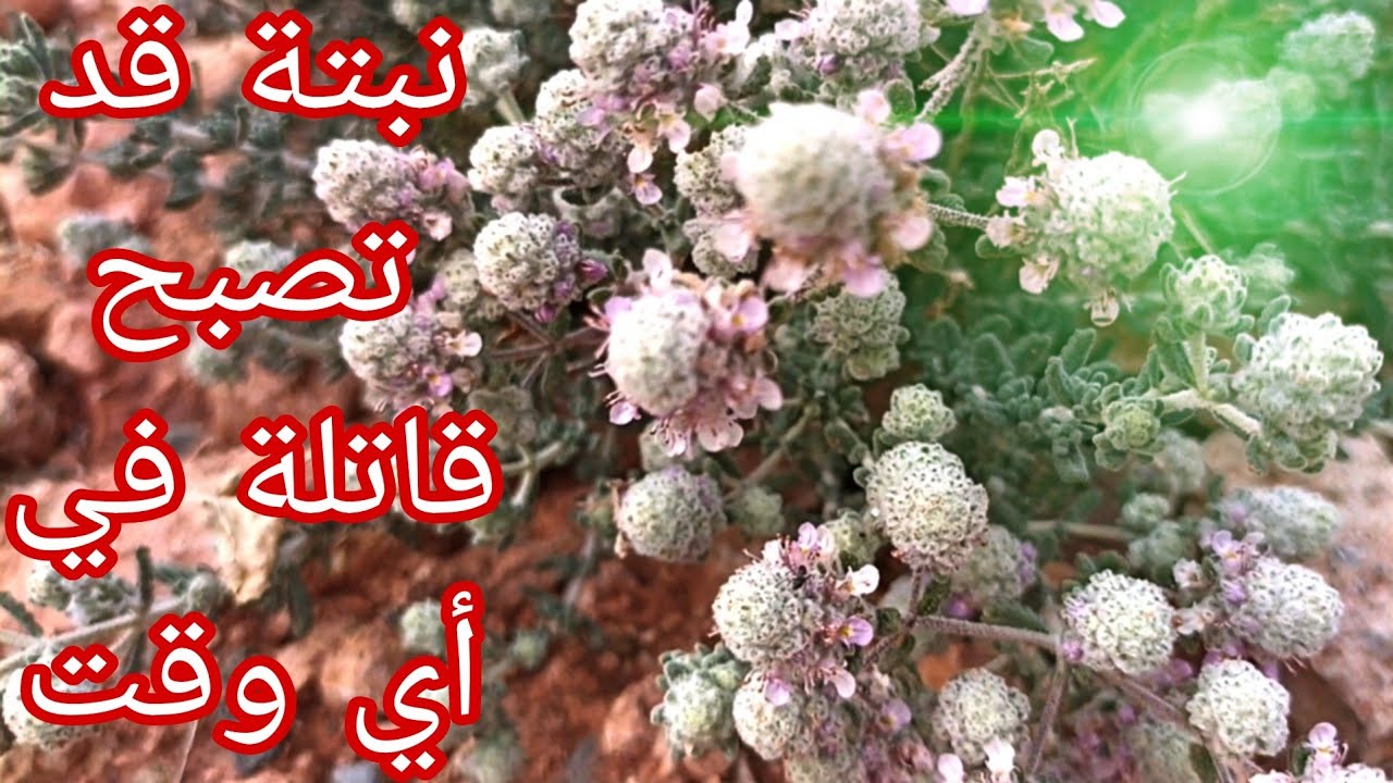 فوائد عظيمة لنبتة الجعدة / عشبة الجعيدة / مسك الجن - YouTube