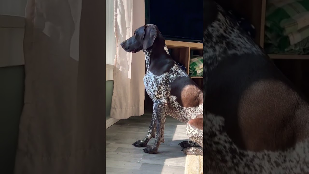 that tail though…. 🐶