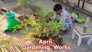 April gardening works / तपती गर्मी में नींबू और दुसरे पौधों पर किआ यह काम by Shampy's Garden 4,847 views 1 month ago 6 minutes, 47 seconds