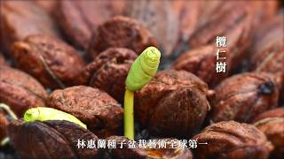 林惠蘭種子盆栽藝術【中文版-欖仁樹】 