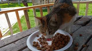 Homeless cat is hungery I give her food on a plate