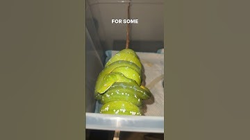 Green Bean & Zucchini putting the work In. #gtp #aru #biak #greentreepython #python