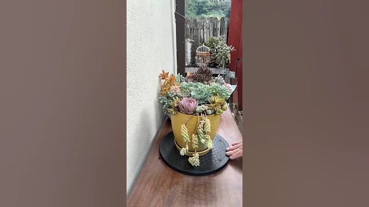 What Are The Basics In Succulent Arrangement ?🪴#succulents#diy#suculentas