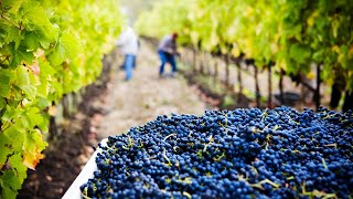 🍇🍷 How Luxury Wines is Made - Harvest Wine Grape - 수확 와인 포도 - Red Wine Making