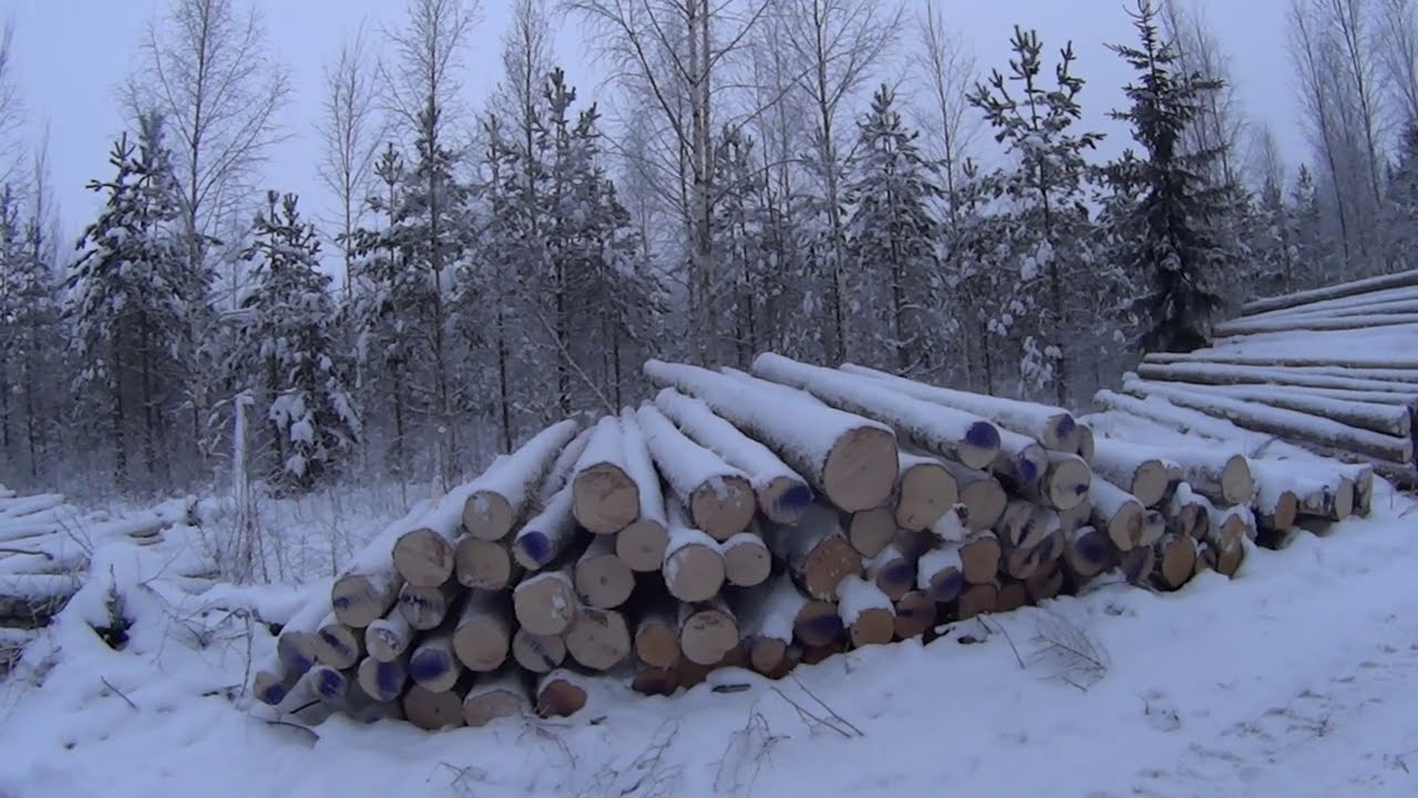 Metsolan Metsäkoulu 119 - Tehkää hankintakauppaa