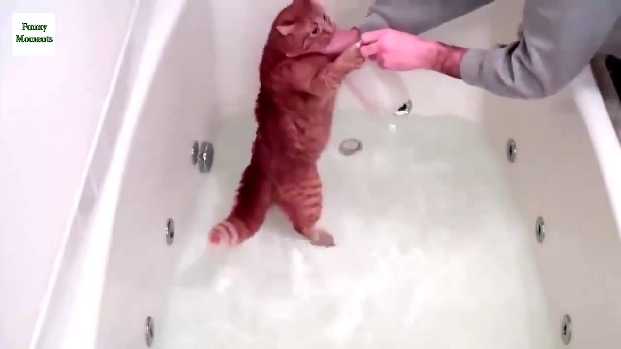Funniest Animals Taking Baths Cute Compilation