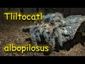 Tliltocatl albopilosus (ex Brachypelma albopilosum) - лучший первый паук