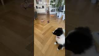 First days at home with jona the sport line border collie