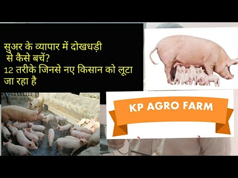 वीडियो: सुअर का वर्ष 2019। नए साल की मेज