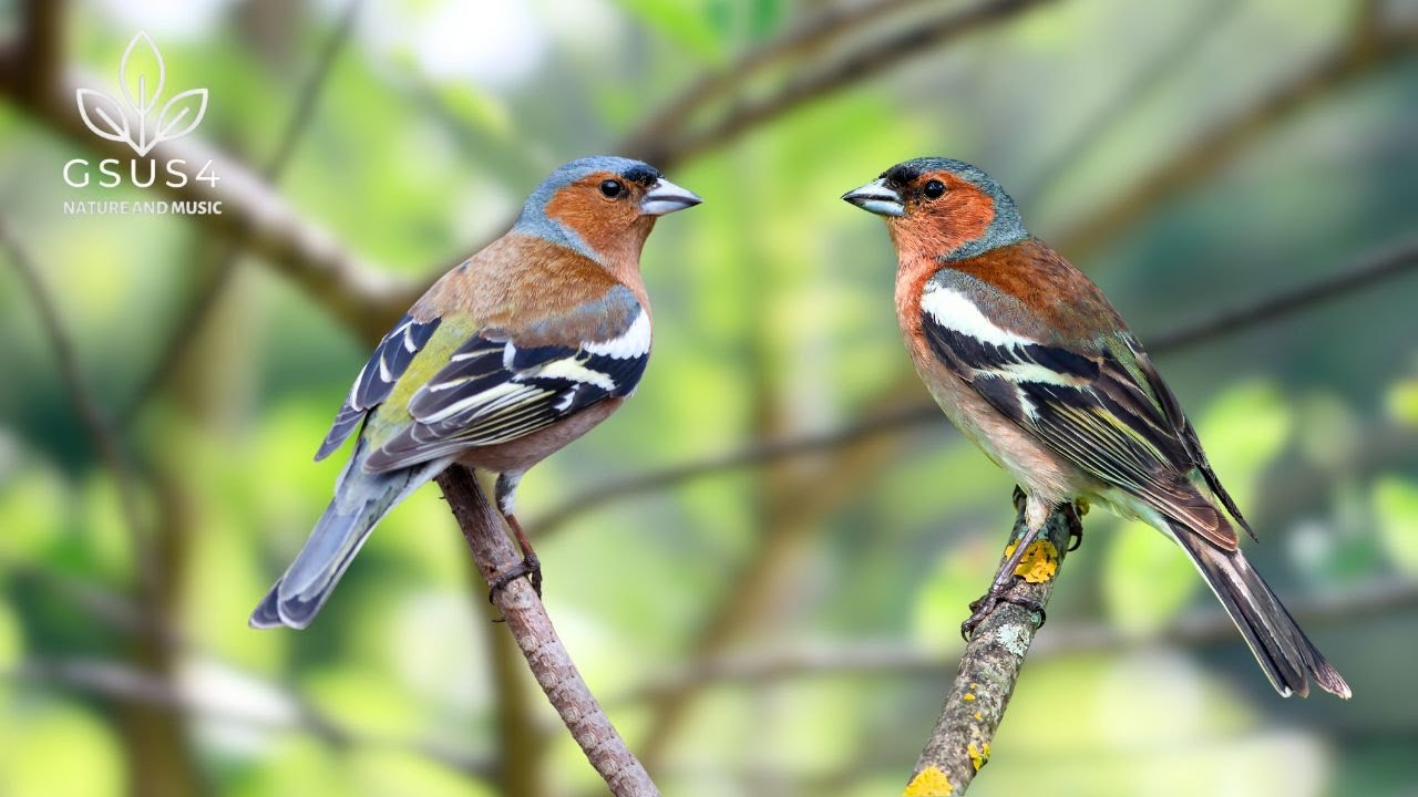 10 Hours Birdsong Relaxation | Beautiful Nature Sounds - Sounds for Sleep and Meditation